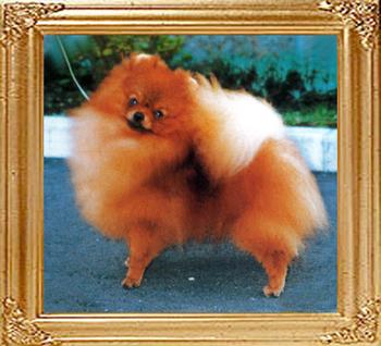 18557z_Hadleigh_Super_Duke_BIS_BISS_J._Ch.jpg