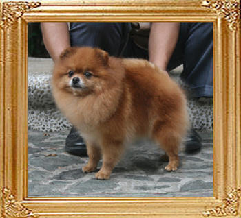 Canton_Believe_In_Me_5yr_6.6lbs_2420.jpg