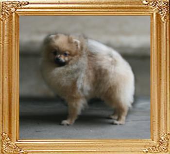 Canton_Opulent_Brocade_11mo_2lbs_47611.jpg