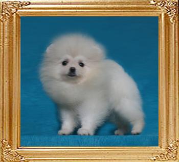 Canton_Passion_2.2lbs_5mo_3wk_49140.jpg