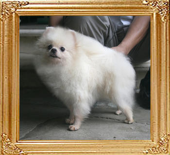 Canton__Tallelujah_3yr_10mo_5.5lbs_4167_Extend_EarCoat.jpg