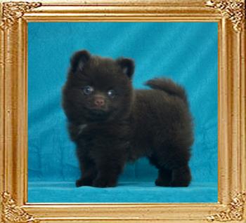 Yingyang_Choco_Puff_of_Canton_1lbs_2mo_2wk.jpg
