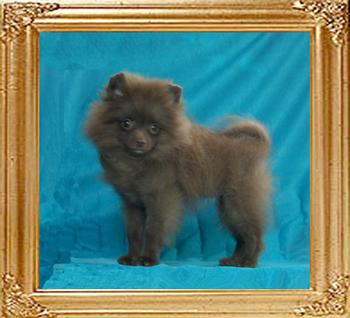 Yingyang_Chocolate_Luster_of__Canton_2lbs_3mo_2wk.jpg