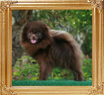 Yingyang_Coconut_5095_1yr_3mo_20cm_4.5lbs_47047.jpg
