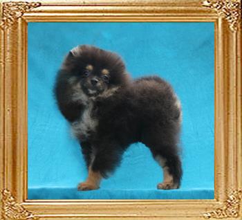 Yinyang_Damask_of_Canton_2.2lbs_4mo_1wk.jpg