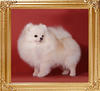 Canton_Cloud_Dancer_41359.jpg