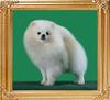 Canton_Cloud_Hunter_1yr.jpg