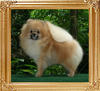 Canton_Prince_of_the_East_1yr_4.25lbs_46070.jpg