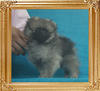 Canton_White_Silver_1.76lbs_2mo_1wk_P6-6_7934.jpg