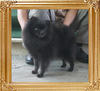 Charlottes_Burnt_Kisses_6yr_3mo_594lbs_8728.jpg