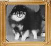 Great_Elms_Presents_Smokey-Jo_Ch_5698.jpg