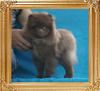 Yingyang_Marion_Davies__3.3lbs_4mo_P6-6_7021.jpg