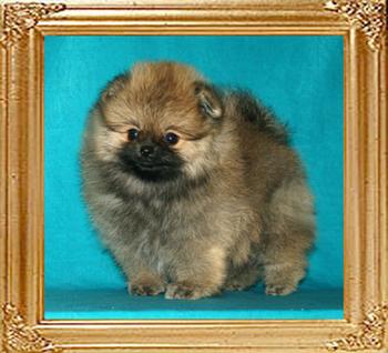 1.3lbs at 2mos. 10_Canton_Princess_Grace_46065_2_mos_1.3_lb.jpg