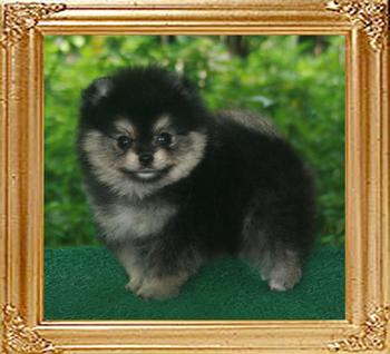 18902z_Ying_Yang_Bonnie_of_Canton_1_n_half_mos.jpg