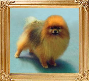 19302z_KCC_Ch_Pariss_of_Sheau_Fei_Shya.jpg