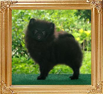 20424z_Yinyang_Grizzly_Black_3.5_mo.jpg