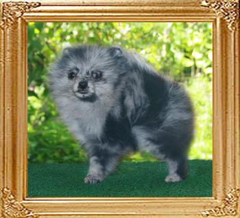 2 months 20511z_Yingyang_Blue_Sophie_of_Canton_2_mo_new.jpg