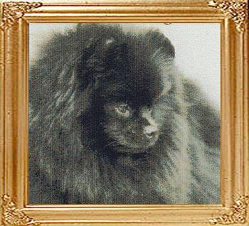 33871z_Daystar_Savanna_Black_Ch.jpg
