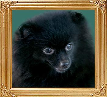 5785z_Black_Sapphire.jpg