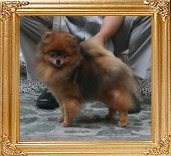 Bissula_of_Mei_Tse_Ai_Chuan_Cheng_Jung_Wu_4yr_2mo_4.84lbs_5130.jpg