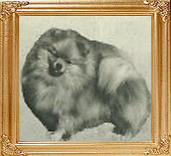 Bonners_Chula_Wee_Gold_Ch_33012.jpg