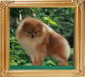 Canton_Apollo_Bello_1yr_4.5lbs_47001.jpg
