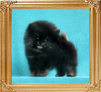 Canton_Baccarat_1.1lbs_2mo_1wk_47057.jpg