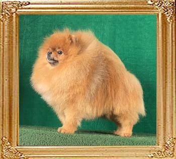 Canton_Baron_Clifford_4yrs_5_mos_9061.jpg
