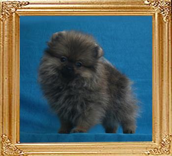 Canton_Believe_In_Shelley_1.1lbs_2mo_1wk_2836.jpg