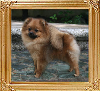 Canton_Believe_In_Shelley_4.4lbs_1yr_6193.jpg