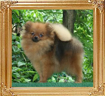Canton_Belle_of_The_Ball_Frame_Size.jpg