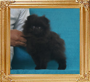 Canton_Black_Moor_2.2lbs_3mo_1wk_P6-6_3812.jpg