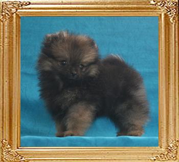 Canton_Black_Wish_.88lbs_2mo_2474.jpg