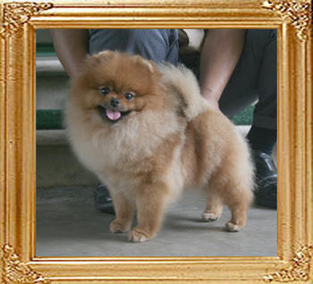Canton_Bravia_Star_1yr_5.5lbs_2783.jpg