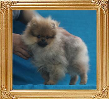 Canton_Bravia_Star__2.75lbs_4mo_P6-6_7039.jpg