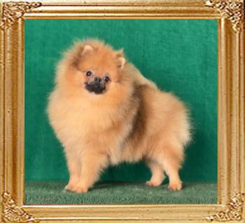 Canton_Bravo_Chulo_8_mo.jpg
