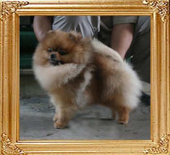 Canton_Bravo_Royale_1yr_2mo_4.29lbs_9455.jpg