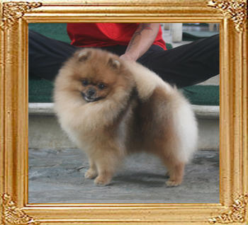 Canton_Bravo_Royale_1yr_7mon_4.4lbs_5724.jpg