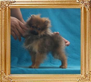 Canton_Casino_Royale_2.2lbs_4mo_2wk_P_6-5_5700.jpg