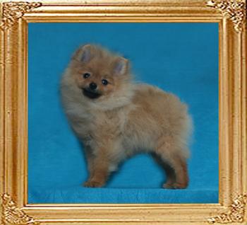 Canton_Dazzling_Jewel_2.8lbs_5mo_49168.jpg
