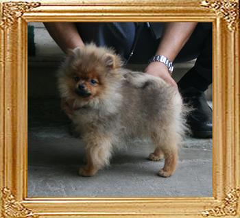 Canton_Dazzling_Sun_3mo_3wk_2.75lbs_1931.jpg