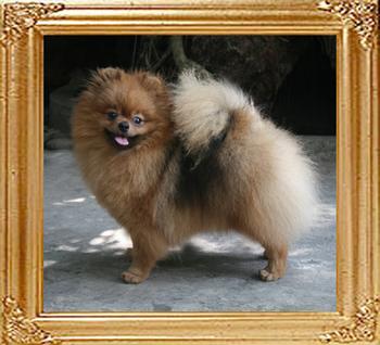 Canton_Dazzling_Sun_5.2_lbs_1yr_8mo_0917.jpg
