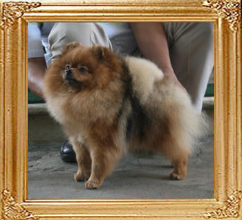 Canton_Dazzling_Sun_5.2lbs_1yr_10mon_3002.jpg