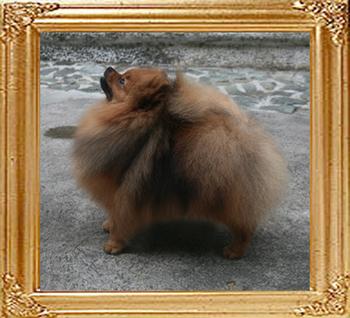 Canton_Dazzling_Sun_5.5lbs_at_10mo_1wk_1823_pick.jpg