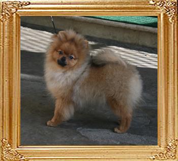 Canton_Dazzling_Sun_5mo_1wk_3.5lbs_6263.jpg