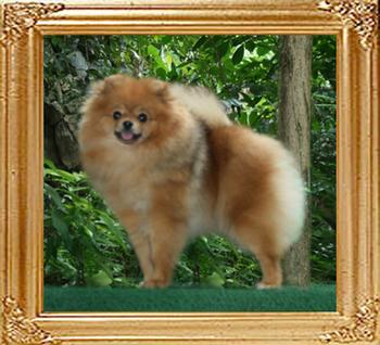 Canton_Dowager_Empress__13mo_22cm_5lbs_47013.jpg