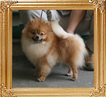 Canton_Dream_Barbie_1yr_2mo_5lbs_6717_.jpg