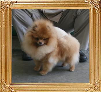 Canton_Dreamin_of_Rose_4.6lbs_1yr_9mo_47618.jpg