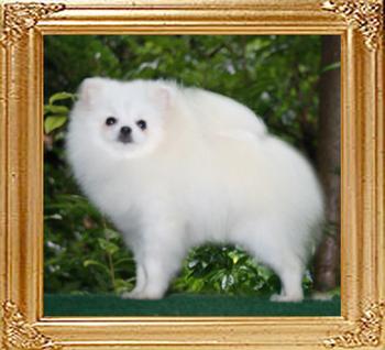 Canton_Fair_Fleur_1yr_2wk_4.5lbs_46083.jpg