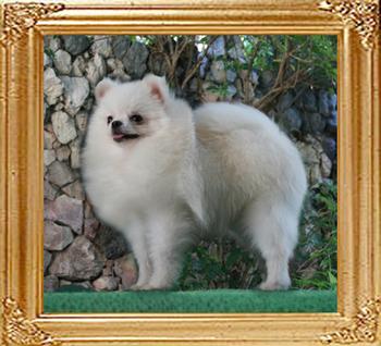 Canton_Fair_Fleur_3.3lbs_6mo.jpg